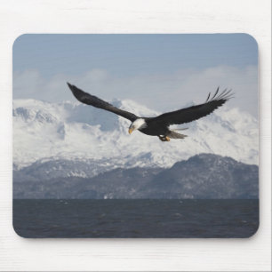 Bald Adler in Flight, Haliäetus leucocephalus, Mousepad