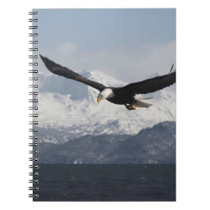 Bald Adler in Flight, Haliäetus leucocephalus, Notizblock