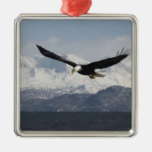 Bald Adler in Flight, Haliäetus leucocephalus, Ornament Aus Metall