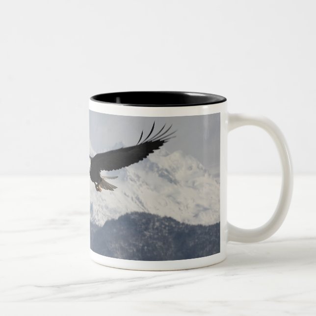 Bald Adler in Flight, Haliäetus leucocephalus, Zweifarbige Tasse (Rechts)