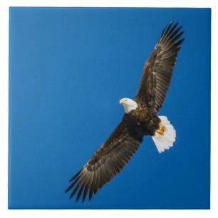 Bald Adler in klarem blauen Himmel Fliese