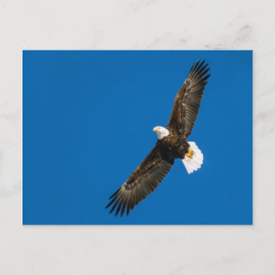 Bald Adler in klarem blauen Himmel Postkarte