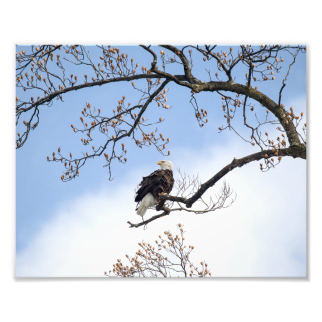 Bald Adler in Tulip Tree Fotodruck (Vorne)