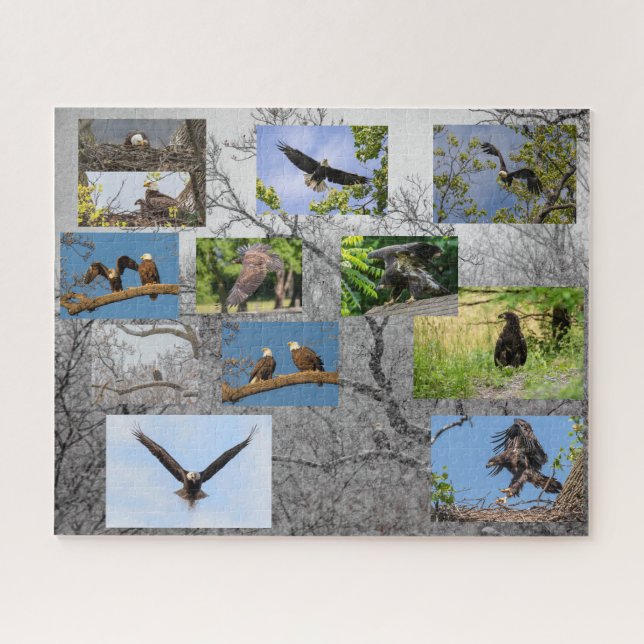 Bald-Adler, Junior (Horizontal)