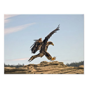 Bald Adler Landing Fine Art Print Fotodruck