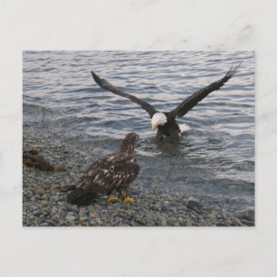 Bald-Adler-Landung am Strand Postkarte