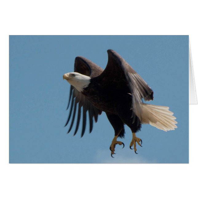 Bald Adler mit ausgeweiteten Klauen fliegen (Vorderseite (Horizontal))