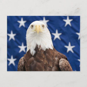 Bald Adler mit den Sternen Postkarte