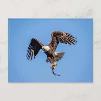 Bald-Adler mit Fisch Postkarte