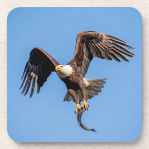 Bald-Adler mit Fisch Untersetzer
