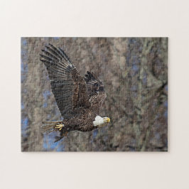 Bald-Adler mit Katfisch