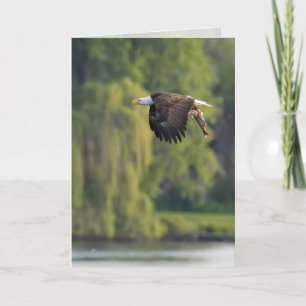 Bald Adler mit Lachs Pazifik Nordwest Blank Feiertagskarte
