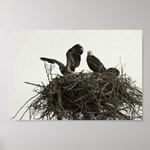 Bald-Adler, nistend auf Inseln und Ozeanbesuchern  Poster