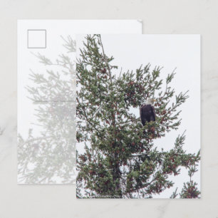 Bald-Adler P2825 Postkarte