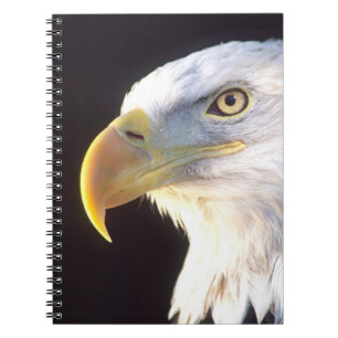 Bald-Adler-Portrait, Haliäetus leucocephalus, Notizblock