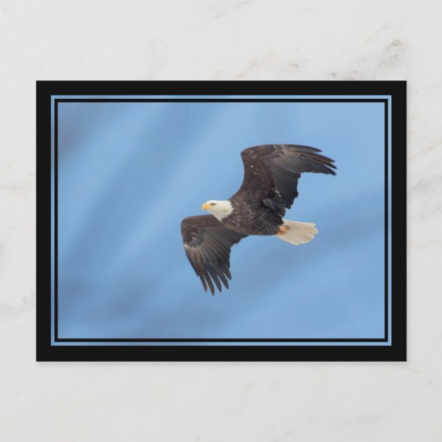 Bald-Adler Postkarte (Vorderseite)
