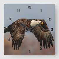 Bald-Adler