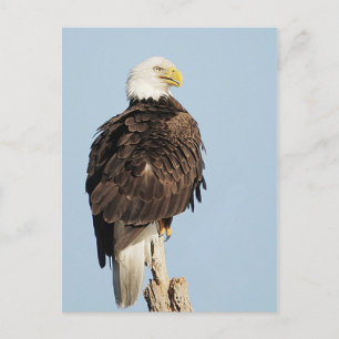 Bald Adler Sitzen Postkarte
