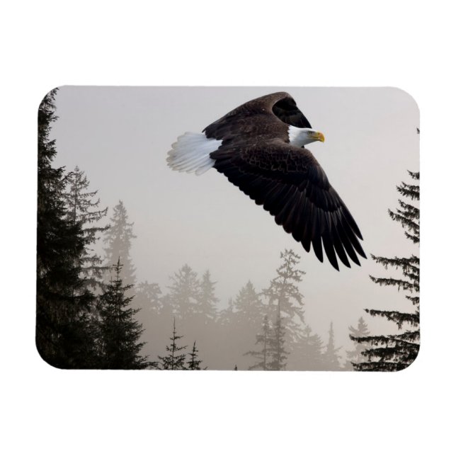 Bald-Adler stürzt durch Nebel Magnet (Horizontal)