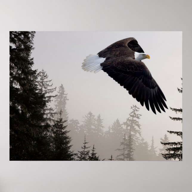 Bald-Adler stürzt durch Nebel Poster (Vorne)