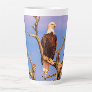 Bald-Adler, Südliche Golfinseln, BC Milchtasse