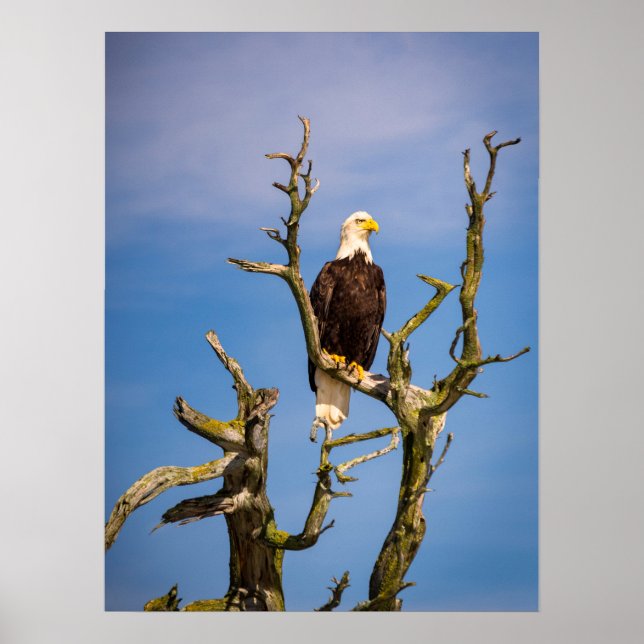 Bald-Adler, Südliche Golfinseln, BC Poster (Vorne)