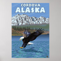 Bald-Adler-Tauchen - Cordova, Alaska