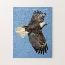 Bald-Adler taucht ins Wasser