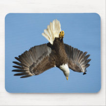 Bald-Adler taucht ins Wasser