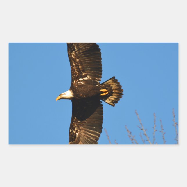 Bald-Adler über Bäumen Rechteckiger Aufkleber (Vorderseite)