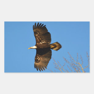 Bald-Adler über Bäumen Rechteckiger Aufkleber