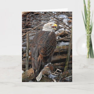 Bald Adler von Snowy Nest Grußkarte Karte