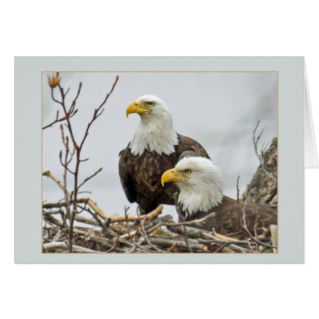 Bald-Adlerpaare in ihrem Nest (Vorderseite (Horizontal))