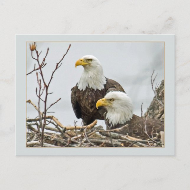 Bald-Adlerpaare in ihrem Nest Postkarte (Vorderseite)