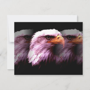 Bald American Eagle