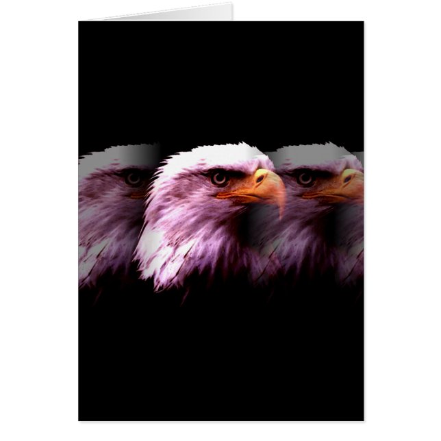 Bald American Eagle (Vorne)