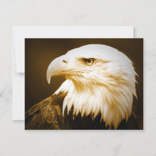 Bald American Eagle Eye