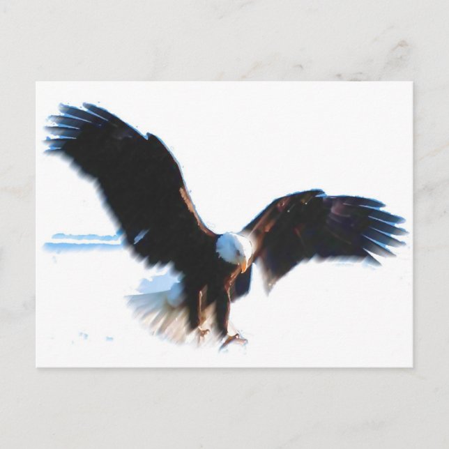 Bald American Eagle Landing Postkarte (Vorderseite)