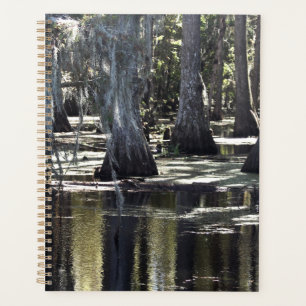 Bald Cypress Planer