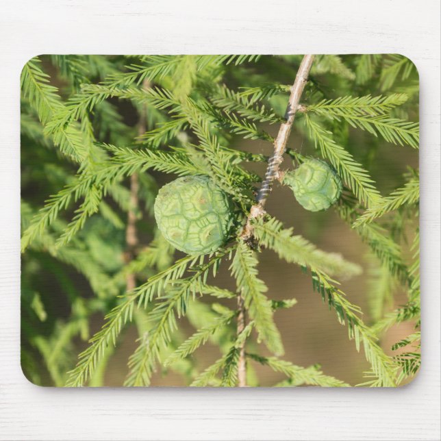 Bald Cypress Seed Cone Mousepad (Vorne)