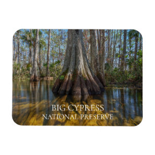 Bald-Cypress-Tree im Sumpf, Big Cypress Reserve Magnet