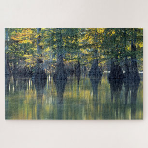 Bald Cypress Trees Horseshoe Lake Illinois