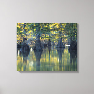 Bald Cypress Trees Horseshoe Lake Illinois Leinwanddruck