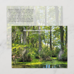 Bald Cypress überzogen mit spanischem Moss Postkarte