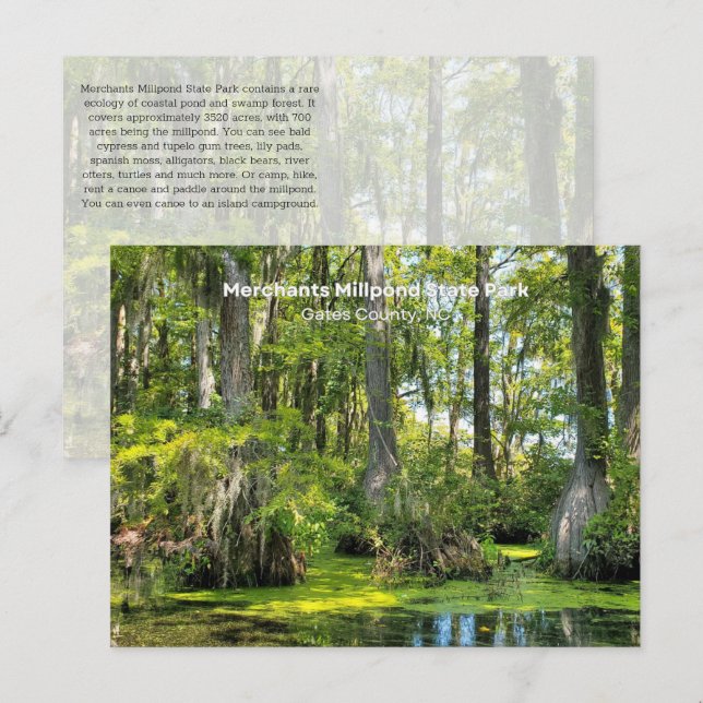 Bald Cypress überzogen mit spanischem Moss Postkarte (Vorne/Hinten)