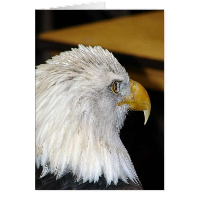 Bald Eagle (Vorne)