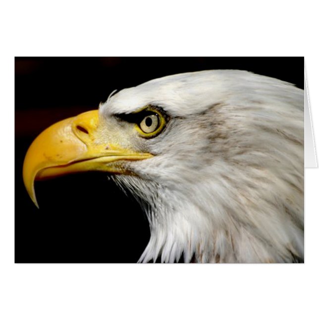 Bald Eagle (Vorderseite (Horizontal))