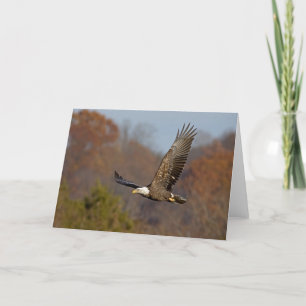 Bald Eagle 6 Karte