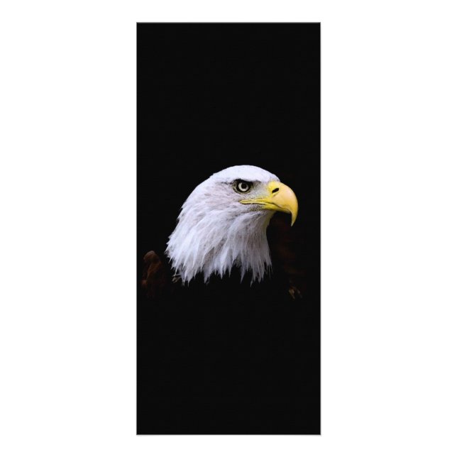 Bald Eagle - American Eagle Rack Card Werbekarte (Vorne)