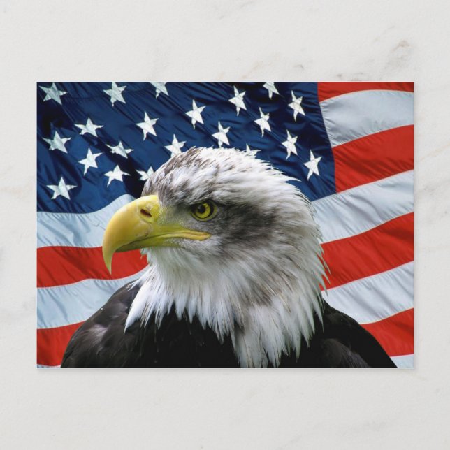 Bald Eagle American Flag Postkarte (Vorderseite)